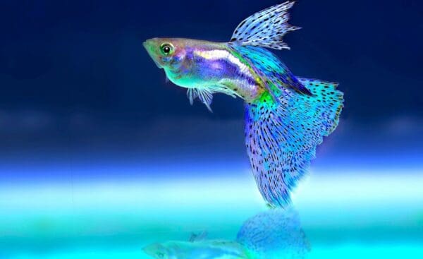 Freshwater