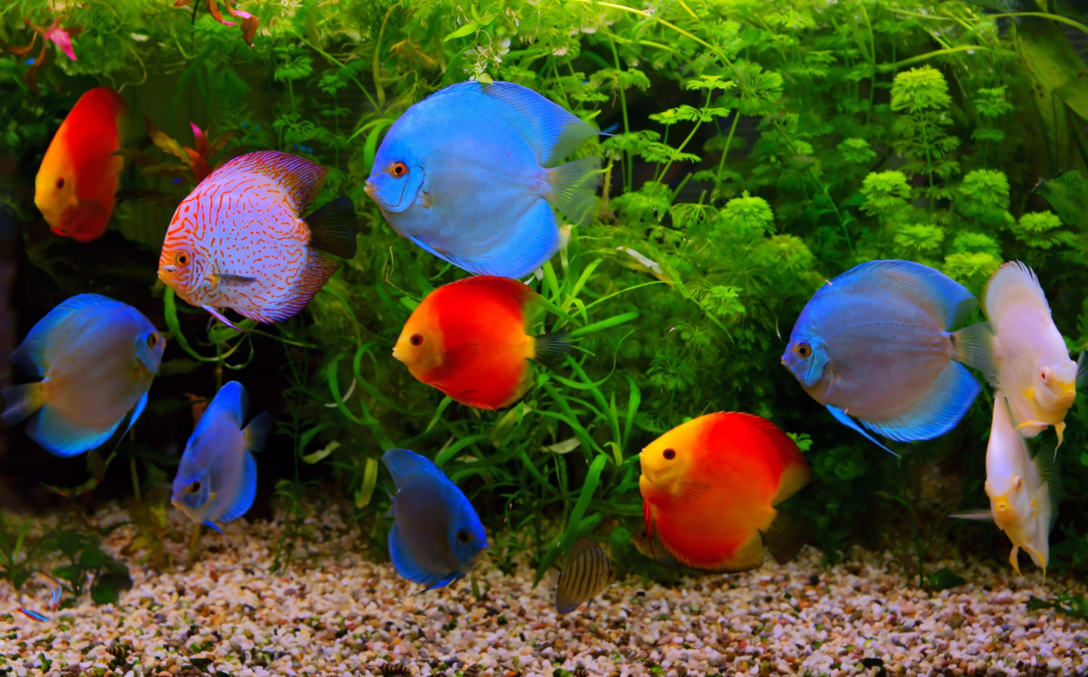 Discus (Symphysodon), multi-colored cichlids in the aquarium, the freshwater fish native to the Amazon River basin